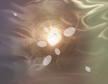 Spermatozoi