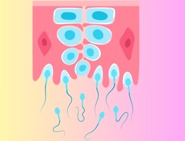 come funziona la spermiogenesi