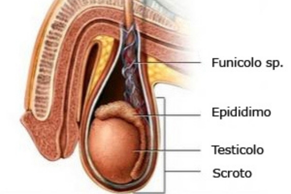 dolore ai testicoli