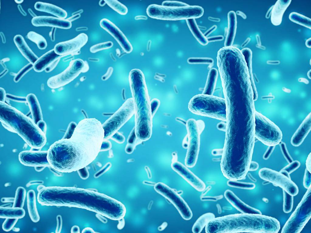 Escherichia coli