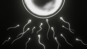 Spermiogramma