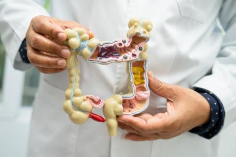 Microbiota intestinale e disturbi all'erezione